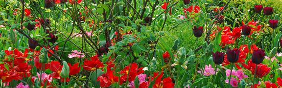 org:/banners product categories/mestheader.jpg